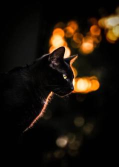 black cat2