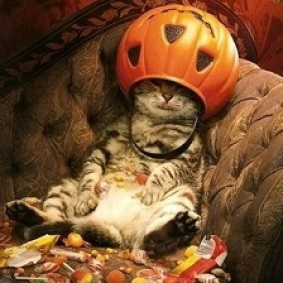 too much candy cat