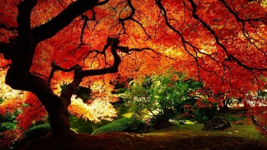 beautiful-autumn-tree2