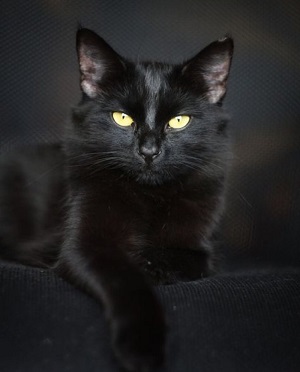 stunning-black-cat