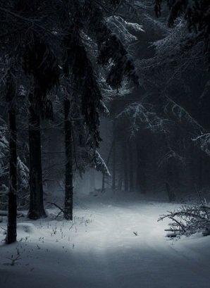 winter-night-winter-woods
