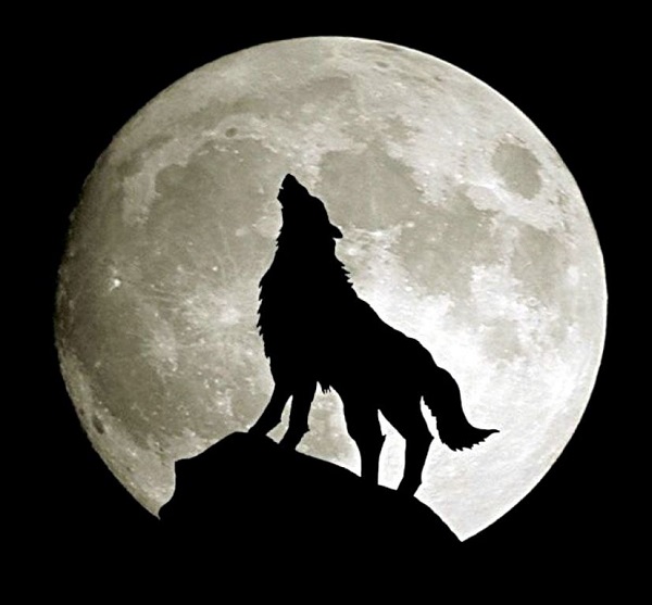 Happy 2020! Happy Wolf Moon!